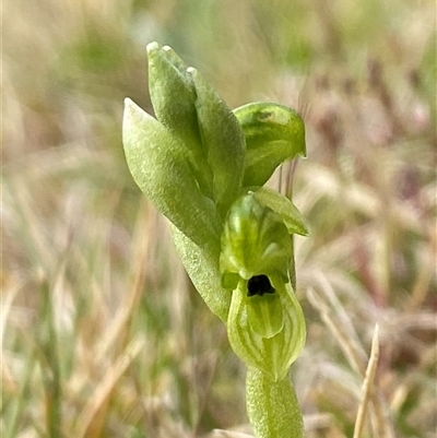 Hymenochilus clivicola (Mountain black-tip greenhood) at Tantawangalo, NSW - 3 Nov 2024 by NedJohnston