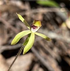 Caladenia transitoria (Green Caps) at Glen Allen, NSW - 3 Nov 2024 by NedJohnston