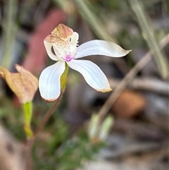 Caladenia moschata (Musky Caps) at Tinderry, NSW - 4 Nov 2024 by NedJohnston