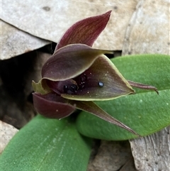 Chiloglottis valida (Large Bird Orchid) at Glen Allen, NSW - 4 Nov 2024 by NedJohnston