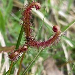 Drosera binata (Forked Sundew) at Glen Allen, NSW - 4 Nov 2024 by NedJohnston