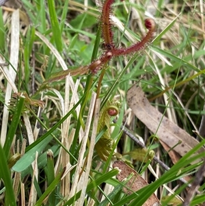 Drosera binata at Glen Allen, NSW - 4 Nov 2024 11:43 AM