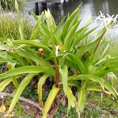 Crinum pedunculatum (Swamp Lily, River Lily, Mangrove Lily) at East Corrimal, NSW - 4 Nov 2024 by plants