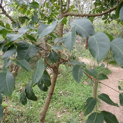 Euroschinus falcatus (Ribbonwood) at North Wollongong, NSW - 4 Nov 2024 by plants