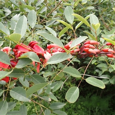 Erythrina crista-galli (Cockspur Coral Tree) at North Wollongong, NSW - 4 Nov 2024 by plants