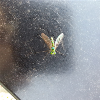 Dolichopodidae (family) (Unidentified Long-legged fly) at Taylor, ACT - 4 Nov 2024 by LouGaffey