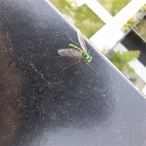 Dolichopodidae (family) at Taylor, ACT - 4 Nov 2024 07:26 PM