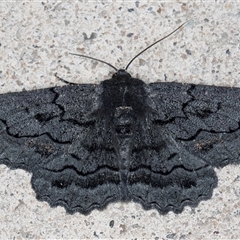 Melanodes anthracitaria (Black Geometrid) at Melba, ACT - 2 Nov 2024 by kasiaaus