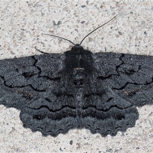 Melanodes anthracitaria at Melba, ACT - 2 Nov 2024 10:46 PM