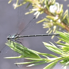 Austroargiolestes icteromelas at Wodonga, VIC - 4 Nov 2024 by KylieWaldon