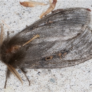 Leptocneria reducta at Melba, ACT - 2 Nov 2024