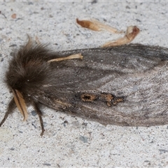 Leptocneria reducta at Melba, ACT - 2 Nov 2024