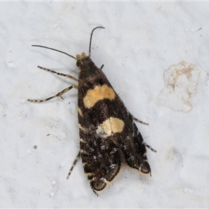 Glyphipterix chrysoplanetis at Melba, ACT - 3 Nov 2024 09:07 PM