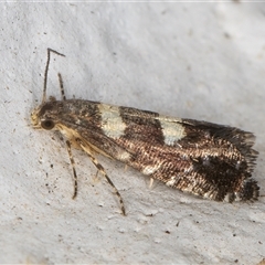 Glyphipterix chrysoplanetis at Melba, ACT - 3 Nov 2024 09:07 PM