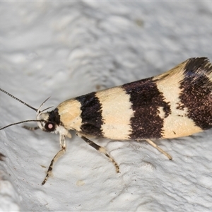 Lichenaula arisema at Melba, ACT - 3 Nov 2024 09:09 PM