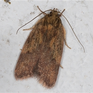 Oligoloba severa at Melba, ACT - 3 Nov 2024 09:10 PM