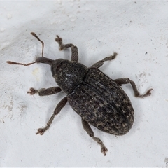 Melanterius maculatus (Acacia Seed Weevil) at Melba, ACT - 3 Nov 2024 by kasiaaus