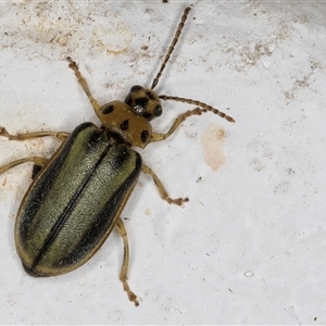 Xanthogaleruca luteola at Melba, ACT - 3 Nov 2024