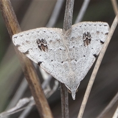 Dichromodes estigmaria (Pale Grey Heath Moth) at Hall, ACT - 5 Nov 2024 by Anna123