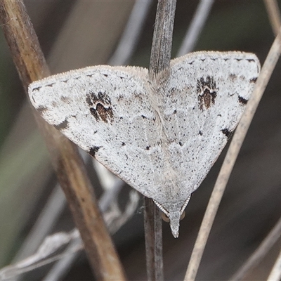 Dichromodes estigmaria (Pale Grey Heath Moth) at Hall, ACT - 5 Nov 2024 by Anna123