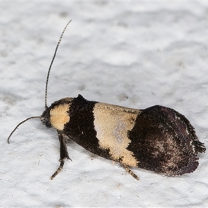 Eupselia axiepaena at Melba, ACT - 3 Nov 2024 09:16 PM