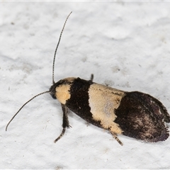 Eupselia axiepaena at Melba, ACT - 3 Nov 2024 09:16 PM