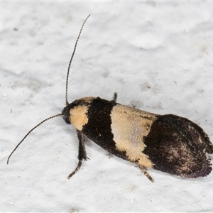 Eupselia axiepaena at Melba, ACT - 3 Nov 2024