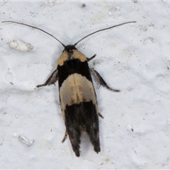 Eupselia axiepaena at Melba, ACT - 3 Nov 2024 09:16 PM