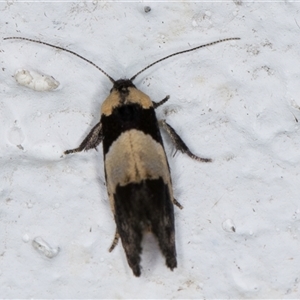 Eupselia axiepaena at Melba, ACT - 3 Nov 2024