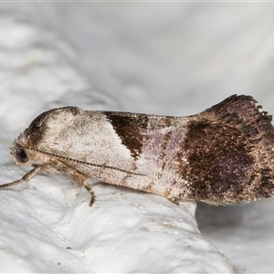 Eupselia holoxantha at Melba, ACT - 3 Nov 2024 09:17 PM