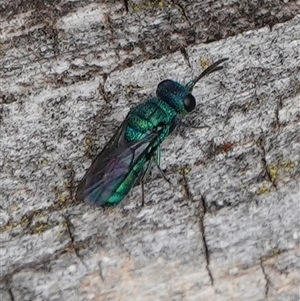 Chrysididae (family) at Hall, ACT - 4 Nov 2024 01:16 PM