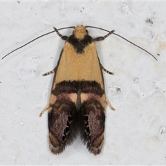 Eupselia satrapella and similar species at Melba, ACT - 3 Nov 2024 09:22 PM