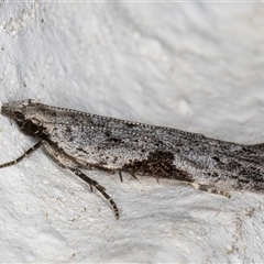 Anarsia molybdota at Melba, ACT - 3 Nov 2024 09:20 PM