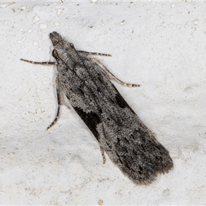 Anarsia molybdota at Melba, ACT - 3 Nov 2024 09:20 PM