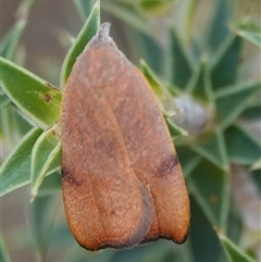 Tortricopsis uncinella (A concealer moth) at Hall, ACT - 4 Nov 2024 by Anna123