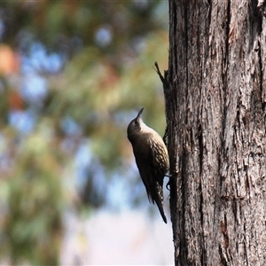 Cormobates leucophaea at Acton, ACT - 7 Oct 2024 11:56 AM