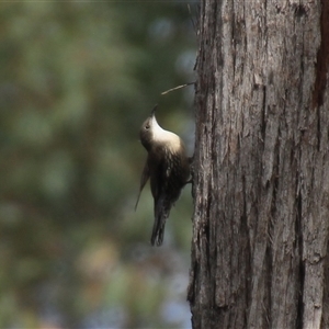 Cormobates leucophaea at Acton, ACT - 7 Oct 2024 11:56 AM