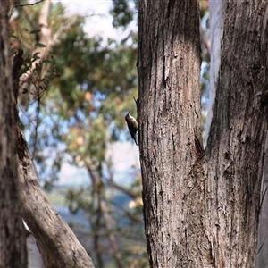 Cormobates leucophaea at Acton, ACT - 7 Oct 2024 11:56 AM