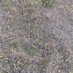 Trifolium campestre (Hop Clover) at Symonston, ACT - 3 Nov 2024 by CallumBraeRuralProperty