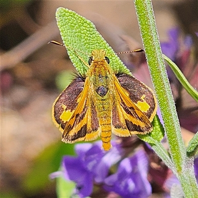 Ocybadistes walkeri (Green Grass-dart) at Fyshwick, ACT - 5 Nov 2024 by MatthewFrawley