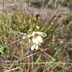 Freesia leichtlinii subsp. leichtlinii x Freesia leichtlinii subsp. alba (Freesia) at Acton, ACT - 9 Oct 2024 by LouGaffey