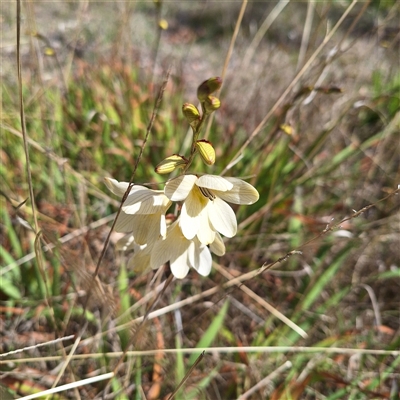 Freesia leichtlinii subsp. leichtlinii x Freesia leichtlinii subsp. alba (Freesia) at Acton, ACT - 9 Oct 2024 by LouGaffey