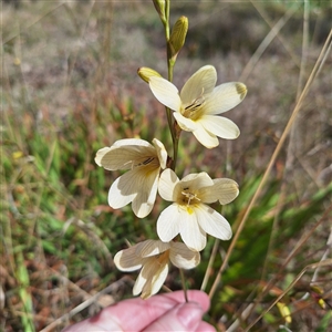 Freesia leichtlinii subsp. leichtlinii x Freesia leichtlinii subsp. alba at Acton, ACT - 9 Oct 2024 01:46 PM