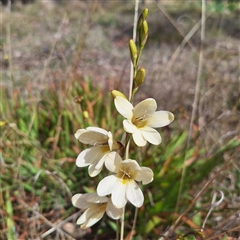 Freesia leichtlinii subsp. leichtlinii x Freesia leichtlinii subsp. alba at Acton, ACT - 9 Oct 2024 01:46 PM