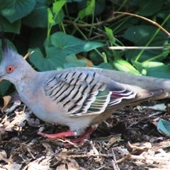 Ocyphaps lophotes (Crested Pigeon) at Higgins, ACT - 20 Oct 2024 by Jennybach