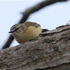 Acanthiza chrysorrhoa (Yellow-rumped Thornbill) at Higgins, ACT - 22 Jul 2024 by AlisonMilton