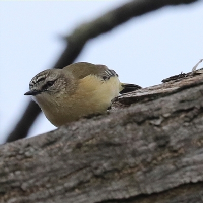 Acanthiza chrysorrhoa (Yellow-rumped Thornbill) at Higgins, ACT - 22 Jul 2024 by AlisonMilton