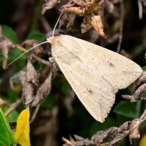 Mythimna (Pseudaletia) convecta at Evatt, ACT - 5 Nov 2024 10:53 AM