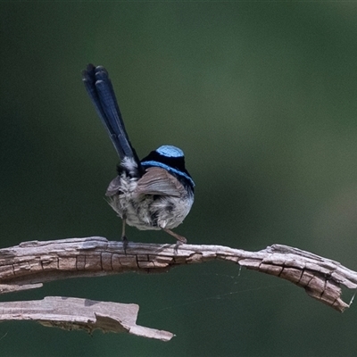 Malurus cyaneus (Superb Fairywren) at Macgregor, ACT - 24 Oct 2024 by AlisonMilton