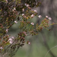 Calytrix tetragona (Common Fringe-myrtle) at Latham, ACT - 24 Oct 2024 by AlisonMilton